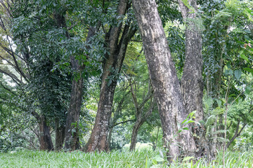 Fototapeta premium Large trunks rising above grass in a shaded forest setting. Woodland floor scene with mature bark and living greenery. Natural park view featuring tall stems and lush undergrowth. 