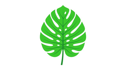 Green Monstera Leaf on transparent background