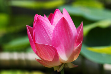 Pink Lotus Flower Blooming in Natural Pond Environment