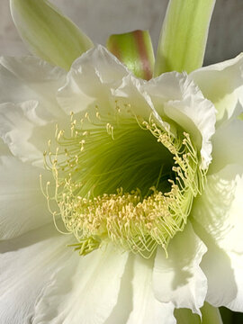Flor do mandacaru