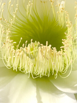Flor do mandacaru