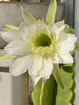 Flor do mandacaru