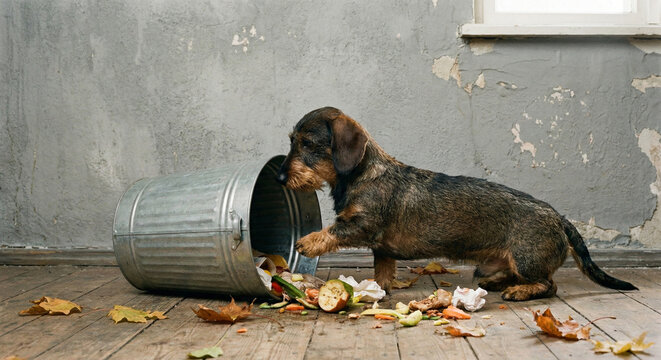 Naughty wirehaired dachshund digging in overturned metal trash can indoors