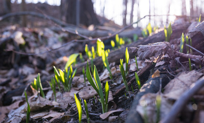 Pierwsze wiosenne liście czosnku niedzwiedziego  w starym lesie © kubikactive