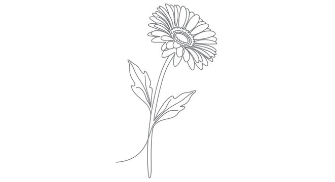 Single Gerbera Daisy Line Drawing Illustration