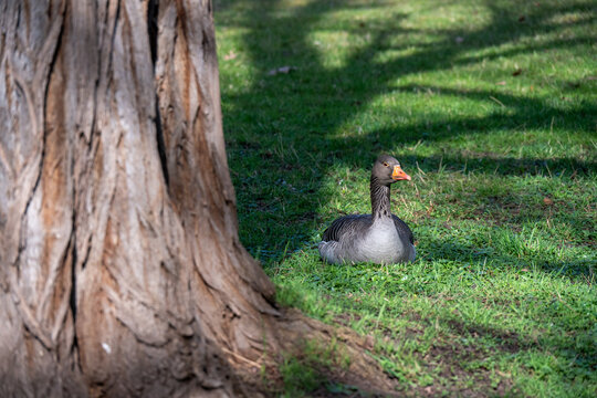Eine Nilgans sitzt im Fr&uuml;hling auf einer Wiese