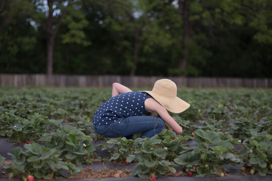 Side view of a girl in jeans and a straw hat bending down picking strawberries in a field in summer