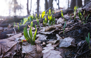 Pierwsze wiosenne liście czosnku niedzwiedziego  w starym lesie © kubikactive