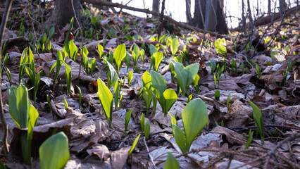 Pierwsze wiosenne liście czosnku niedzwiedziego  w starym lesie © kubikactive