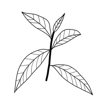 kariyat herb spice kitchen cure organic line hand drawn black and white silhouette outline
