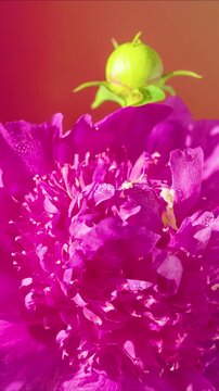 Intense magenta peony macro center revealing dense ruffled corolla and rich texture, warm amber background adds depth and dramatic mood