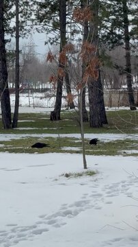 Two Crow Walking Across Snow Covered Park Lawn During Quiet Winter Morning