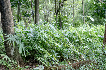 Lush undergrowth with fern textures near a shaded trunk. Wild tropical vegetation filling a dense forest floor. Green understory scene with layered foliage and roots. 