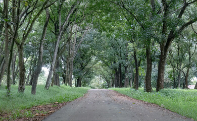 Quiet paved road passing through a shaded woodland tunnel. Tree lined lane creating depth inside a green park. Serene pathway beneath arching branches and tall trunks. 