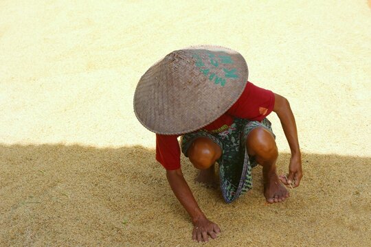 A farmer wearing a traditional conical hat crouches on a large spread of drying rice grains, carefully picking through the harvest during the sun-drying process in a rural farming setting
