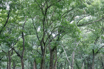 Fototapeta premium Interwoven woodland vegetation creating balanced scenic depth. Mature trees filling frame with rich organic density. Cool forest composition featuring layered bark and foliage. T
