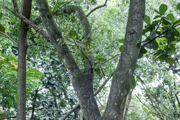 Fototapeta premium Forking woodland trunk amid layered tropical foliage. Mature arboreal form with branching bark structure. Natural forest detail showing split stem composition. 