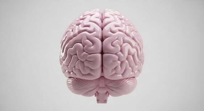 Human Brain Anatomy Model on White Background.