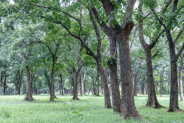 Obraz premium Broad woodland clearing framed by mature branching crowns. Open natural grove with abundant grassy surface cover. Fresh park scenery displaying airy spatial tree balance. 