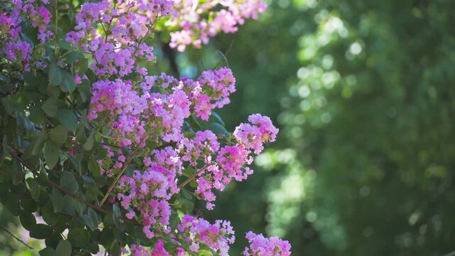 Purple Crape Myrtle Flowers Blooming in Summer Garden