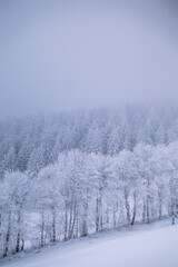 Fototapeta premium snow covered trees