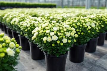 Naklejka premium Rows of white chrysanthemum plants growing in a commercial greenhouse