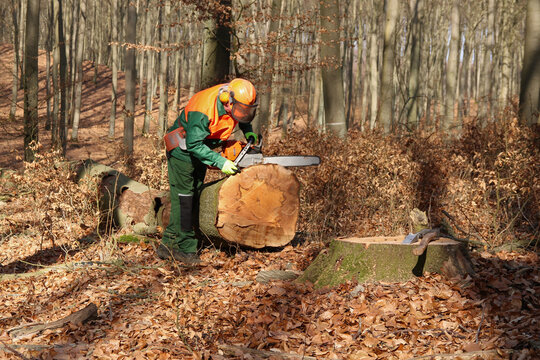 Holzf&auml;ller mit Kettens&auml;ge bei der Arbeit
