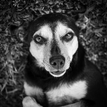 Perrita amistosa mirando a la c&aacute;mara
