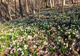 Naklejka premium Märzenbecher