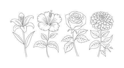 Black and white line of four different flowers including lily hibiscus rose and dahlia © Mohammad