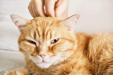 Orange tabby cat closing eyes while being petted on head by human hand