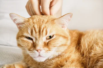 Orange tabby cat closing eyes while being petted on head by human hand © colnihko