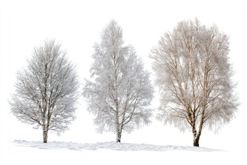 Three bare trees adorned with delicate frost and snow against white