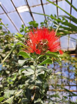 Metrosideros collina (Vunga) red flower in greenhouse