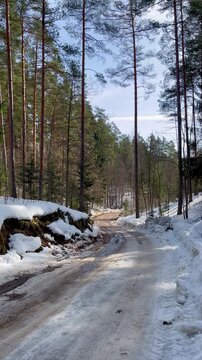 Snowy forest road winding through pine trees during late winter day with melting snow and muddy surface in quiet countryside landscape of Latgale Latvia