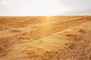 Sunlight casts a warm glow over endless straw fields, revealing a landscape of golden hues. The...