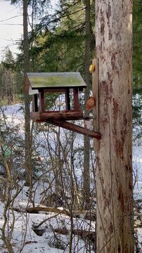 Wooden bird feeder attached to tree trunk in snowy forest providing food for wild birds during late winter day in Ancupanu forest near Rezekne Latvia, peaceful nature care and wildlife support scene