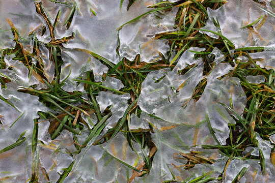 ​A thin transparent ice crust covers green and dry grass, creating an icy pattern after night frosts. This macro shot captures the contrast between living nature and the cold winter cover, showcasing 