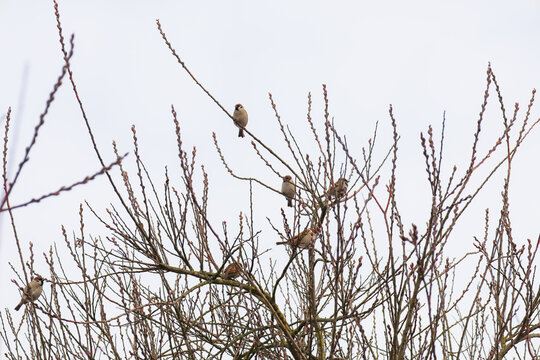 ​A flock of small sparrows rests on thin tree branches with buds against a bright overcast sky. This concise natural composition conveys the tranquility of early spring or late autumn, focusing on wil