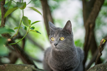 Portrait of a gray cat with yellow eyes sitting on a rock in the garden. © Marc Andreu