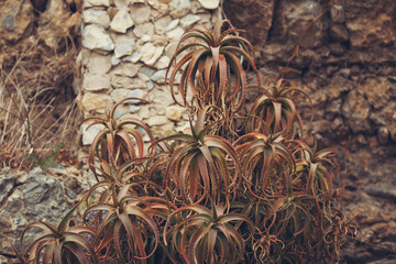 Aloe plants with unique, twisting shapes stand firmly in a rocky landscape. Their rich colors blend with the earthy tones, creating a stunning visual harmony. Nature's artistry shines here