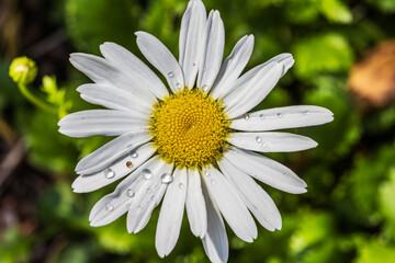 Close up image of a Daisy flower, known as Bellis perennis, common daisy or English daisy after a summer rain, in a tropical climate. © Gilberto Mesquita