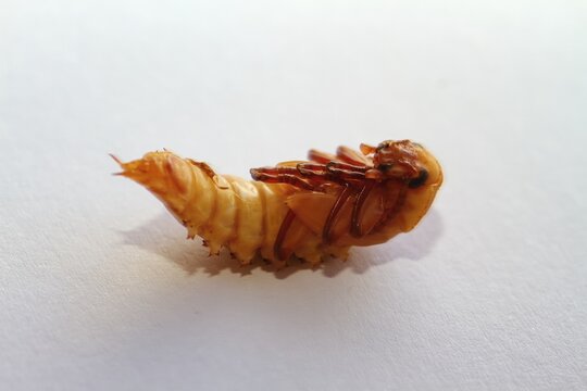 Zophobas morio or Tenebrio atratus larvae on white. Pupa from superworm slowly turning into adult, species of darkling beetle.