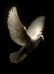 Fototapeta premium White dove in flight against a dark background symbolizing peace and freedom