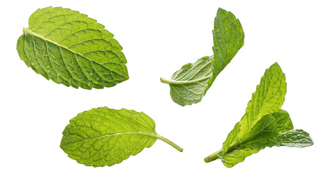 Fresh green mint leaves flying mid air isolated on white background.  png