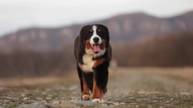 A Bernese Mountain Dog puppy runs happily towards the camera in a field with a view of beautiful mountains.