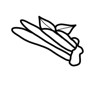 fingerroot herb spice kitchen cure organic line hand drawn black and white silhouette outline
