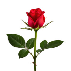 Extreme close-up of a vibrant red rosebud with velvety crimson petals and green stem with sharp thorns, isolated on transparent background under soft studio light. Concept of elegant timeless love and