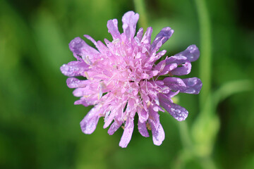 petite fleur mauve © helenedevun