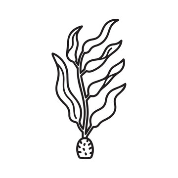 Kelp seaweed illustration underwater plant with fronds and holdfast simple line art style